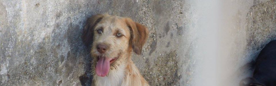 Adoption – Hund aus dem Tierschutz