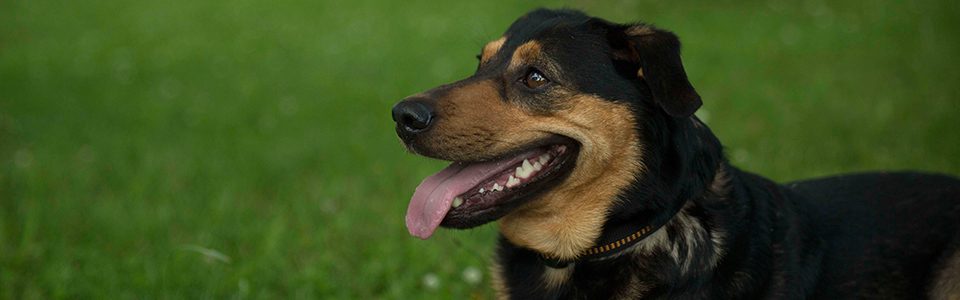 Was ist § 11 des TierSchG?