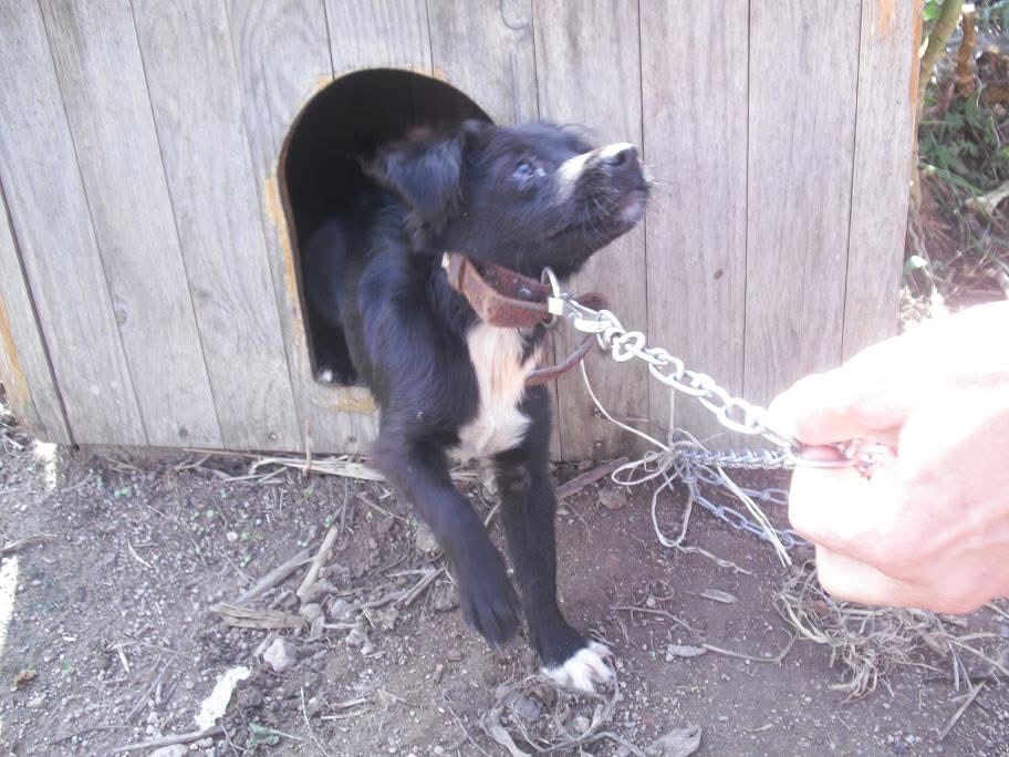 Lili – Pfotenhilfe Portugal