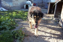 Jack-Casa in Portugal