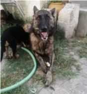 Avela