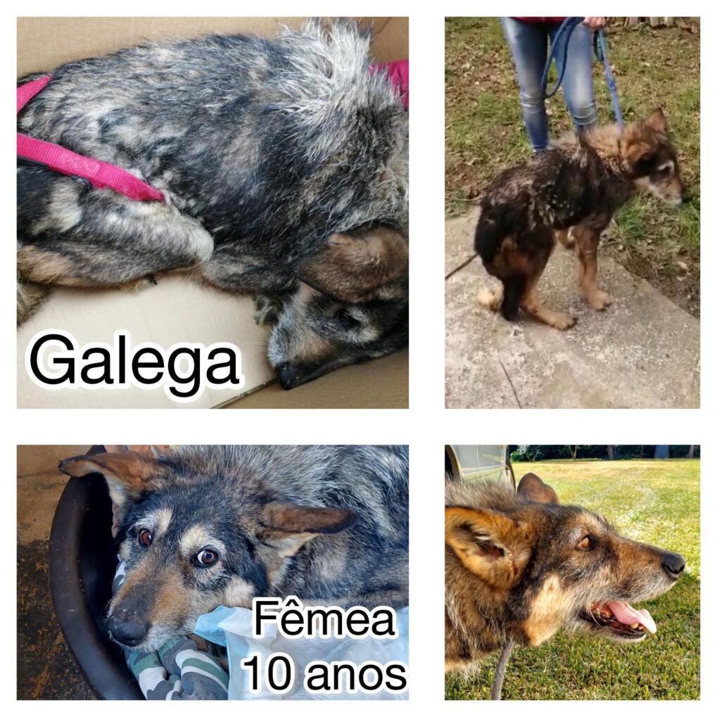 Galega