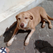Tininha (w) *2019